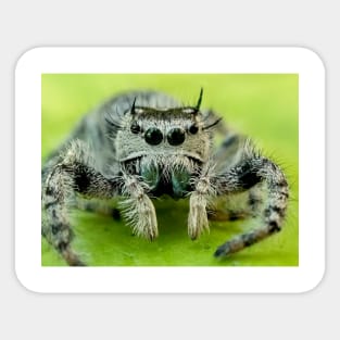 Jumping spider Sticker